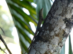 Anolis grahami