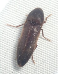 Dromaeolus badius