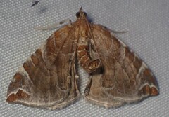 Eulithis molliculata