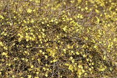 Jasminum nudiflorum