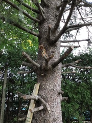 Tamiasciurus hudsonicus