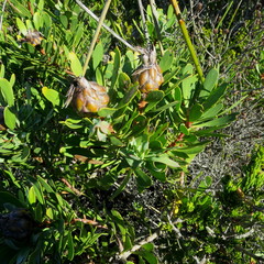 Protea lanceolata