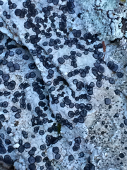 Porpidia albocaerulescens var. albocaerulescens image