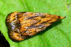 Periacminae