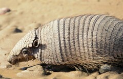 Chaetophractus villosus