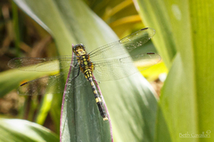 Orthetrum serapia