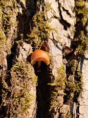 Flammulina velutipes