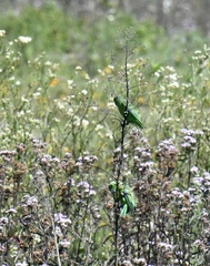 Forpus xanthopterygius