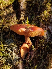 Flammulina velutipes