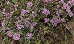Agathosma ciliaris