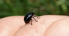 Typophorus nigritus