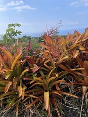 Aechmea blanchetiana
