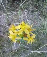 Hypericum maculatum