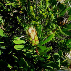 Protea lanceolata