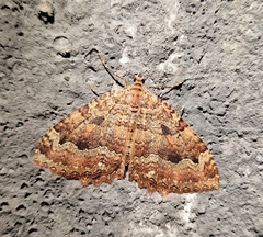 Triphosa dubitata