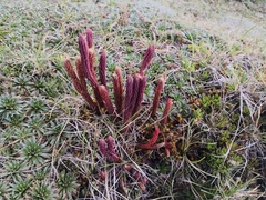 Phlegmariurus crassus