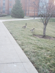 Branta canadensis