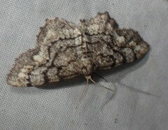 Hypagyrtis