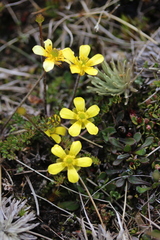 Ranunculus gracilipes