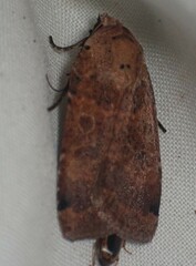 Abagrotis anchocelioides