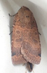 Abagrotis anchocelioides