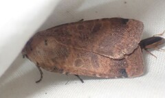 Abagrotis anchocelioides