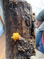 Tremella mesenterica