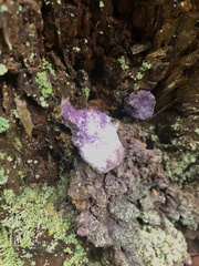 Nectriopsis violacea