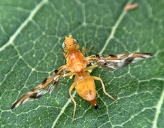 Strauzia longipennis