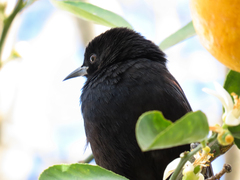 Icterus pyrrhopterus