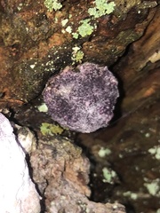 Nectriopsis violacea