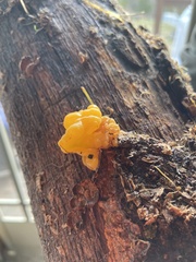 Tremella mesenterica