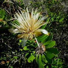Protea lanceolata