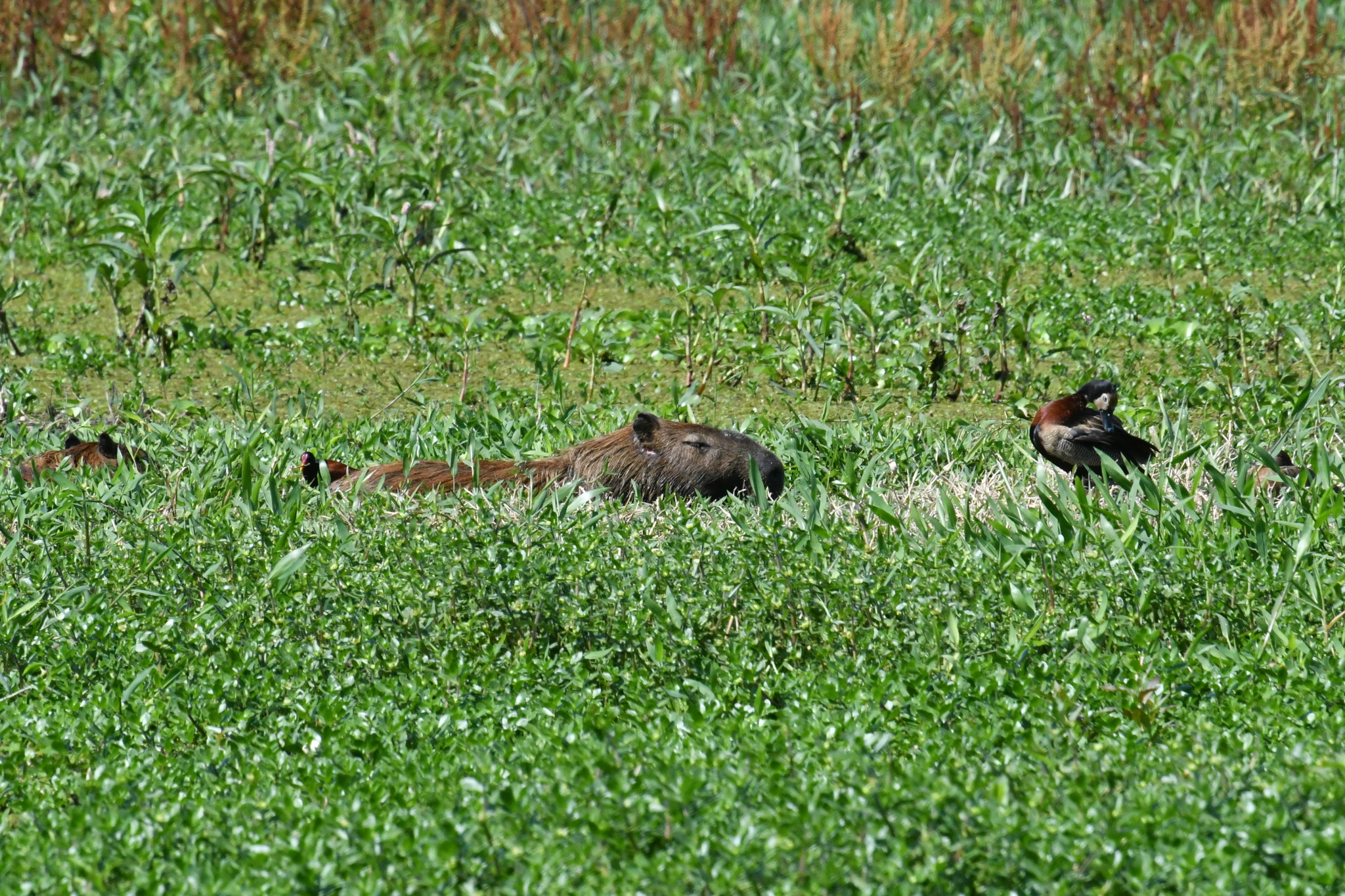 Hydrochoerus hydrochaeris (Linnaeus, 1766)