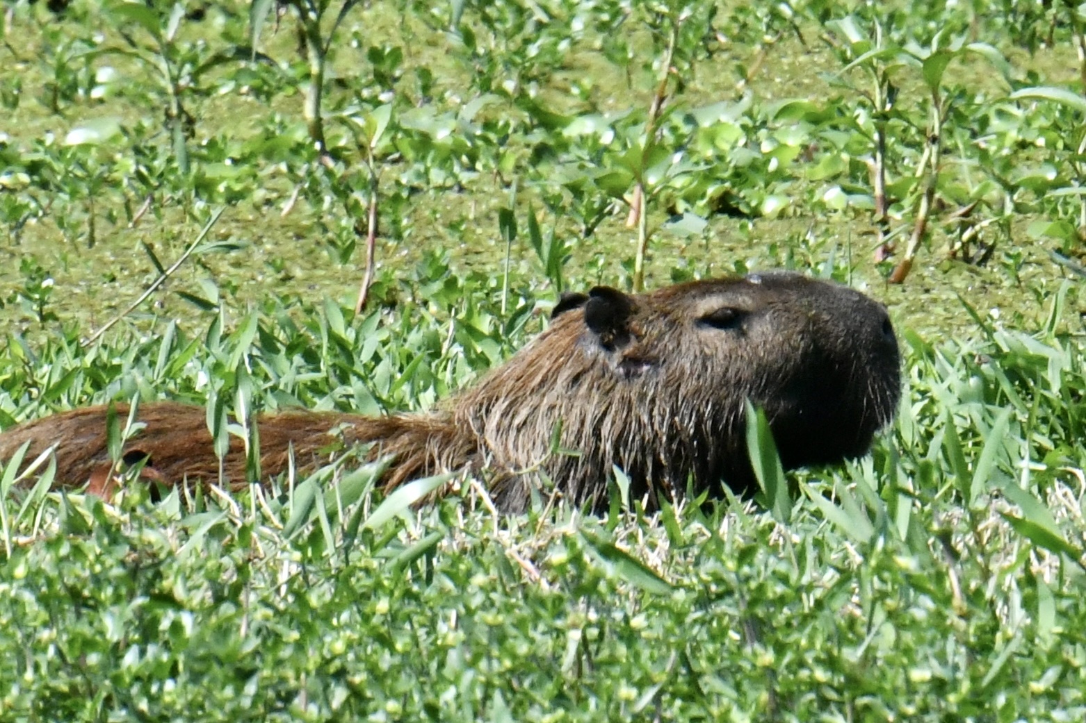 Hydrochoerus hydrochaeris (Linnaeus, 1766)