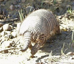 Chaetophractus villosus