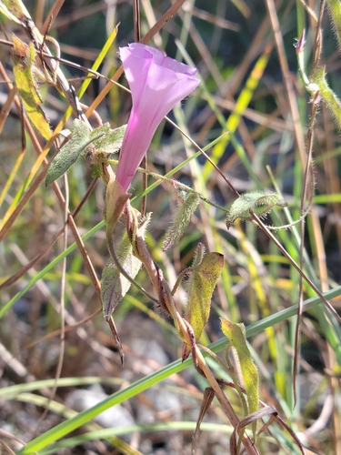 Image of Ipomoea tenuissima by (c) Jay Horn, some rights reserved (CC BY)