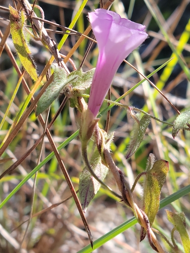 Image of Ipomoea tenuissima by (c) Jay Horn, some rights reserved (CC BY)