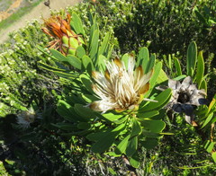 Protea lanceolata