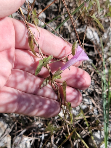 Image of Ipomoea tenuissima by (c) Jay Horn, some rights reserved (CC BY)