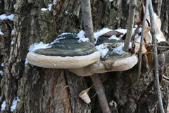 Phellinus nigricans
