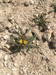 Orochaenactis thysanocarpha