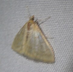 Pyraustini
