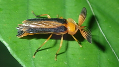 Dryptelytra cayennensis