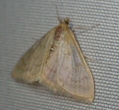 Pyraustini