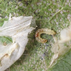 Macrosaccus morrisella