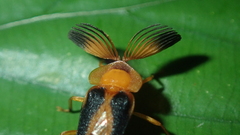 Dryptelytra cayennensis