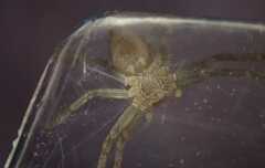 Philodromus