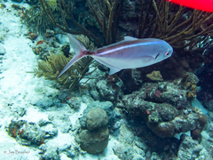 Caranx ruber
