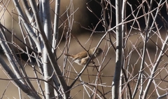 Troglodytes aedon